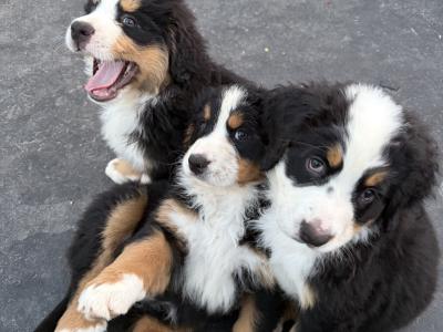 Bernese Puppies Purebreed 2 Girls Left
