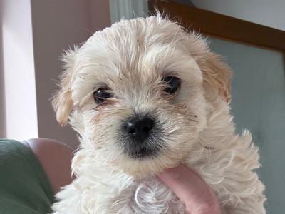 Tibetan Spaniel x Maltese puppies in Louth