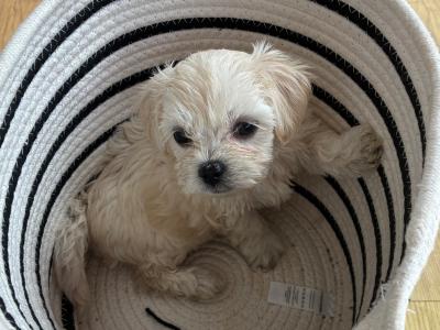 Tibetan Spaniel x Maltese puppies in Louth