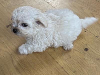 Tibetan Spaniel x Maltese puppies in Louth