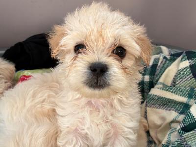 Tibetan Spaniel x Maltese puppies in Louth