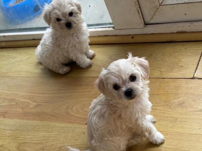 Tibetan Spaniel x Maltese puppies in Louth