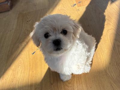 Tibetan Spaniel x Maltese puppies in Louth