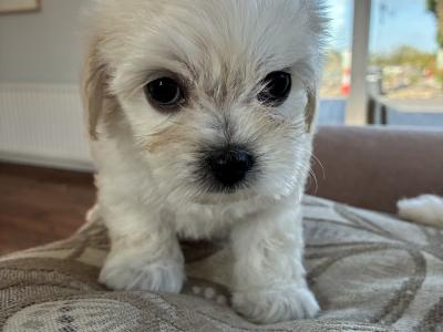 Tibetan Spaniel x Maltese puppies in Louth