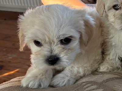 Tibetan Spaniel x Maltese puppies in Louth