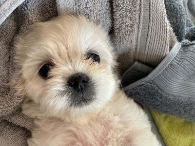 Tibetan Spaniel x Maltese puppies in Louth
