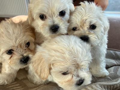 Tibetan Spaniel x Maltese puppies in Louth