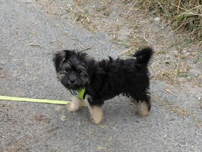 Male Yorkshire Terrier in Longford - €450