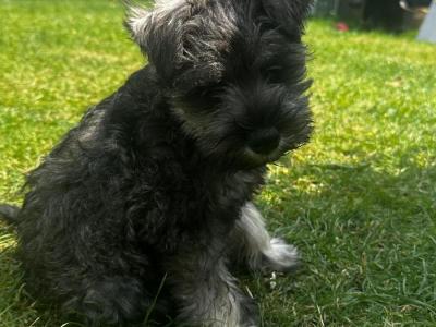 Female Miniature Schnauzer puppies in Tipperary