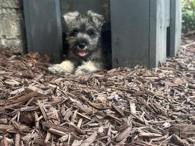 Female Miniature Schnauzer puppies in Tipperary