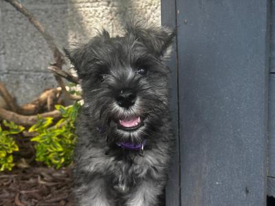 Female Miniature Schnauzer puppies in Tipperary