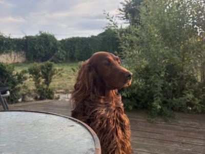 Pedigree Irish Red Setter for stud in Kilkenny