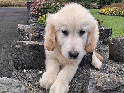 Golden Retriever puppies in Mayo
