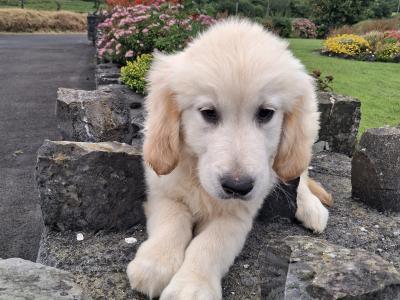 Golden Retriever puppies