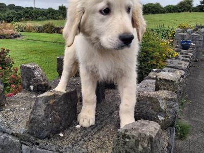 Golden Retriever puppies