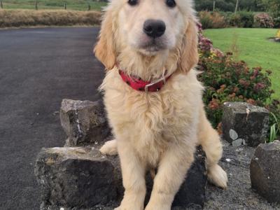 Golden Retriever puppies