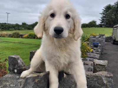 Golden Retriever puppies