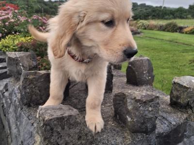 Golden Retriever puppies