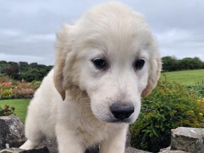 Golden Retriever puppies