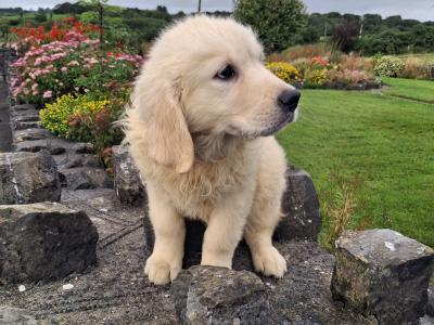 Golden Retriever puppies