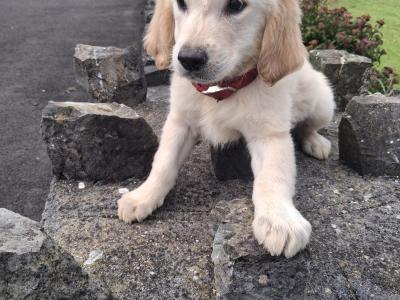 Golden Retriever puppies