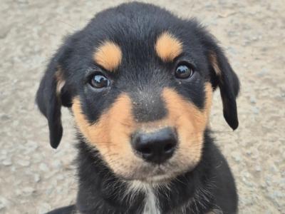 Collieweiler Puppies looking for their forever homes