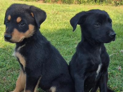Collieweiler Puppies looking for their forever homes