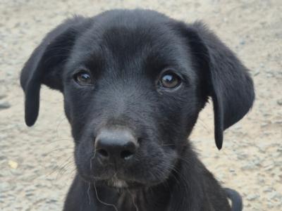 Collieweiler Puppies looking for their forever homes