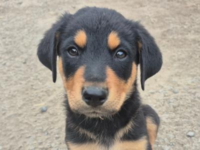 Collieweiler Puppies looking for their forever homes