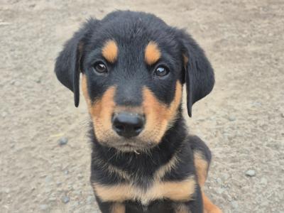 Collieweiler puppies (Border Collie x Rottweiler) are looking for their forever homes