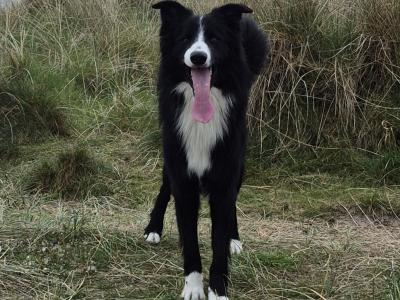 Collieweiler Puppies looking for their forever homes
