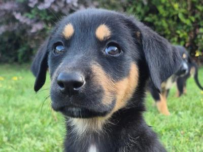 Collieweiler Puppies looking for their forever homes