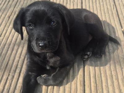 Collieweiler Puppies looking for their forever homes