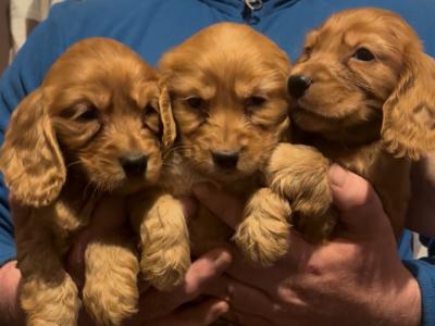 3 beautiful Golden Cocker Spaniel puppies 🐶🐾 in Leitrim