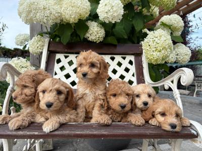 Gorgeous Cockapoo puppies in Carlow