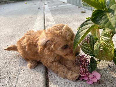 Gorgeous Cockapoo puppies in Carlow