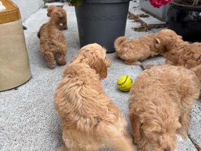 Gorgeous Cockapoo puppies in Carlow