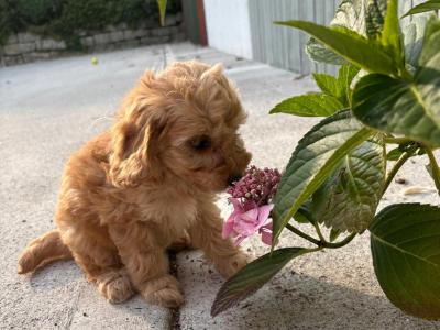 Gorgeous Cockapoo puppies in Carlow