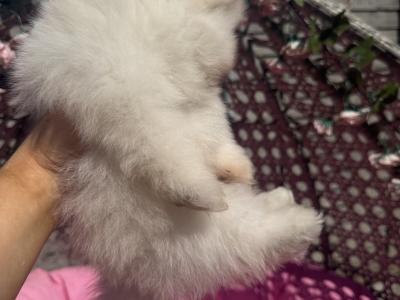 💙Pomeranian boy💙 IKC pending