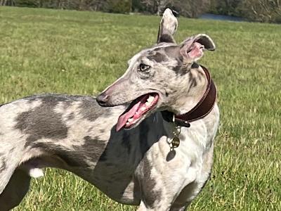 ✨Merle Whippet for stud ✨