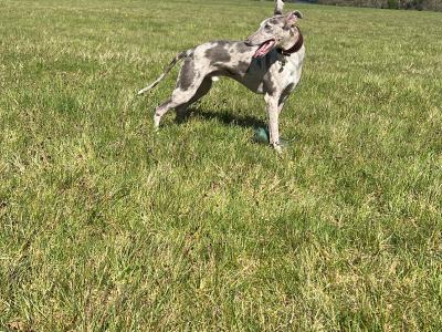 ✨Merle Whippet for stud ✨