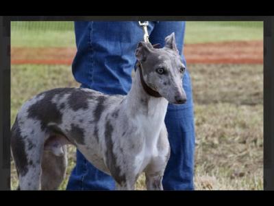 ✨Merle Whippet for stud ✨
