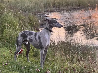 ✨Merle Whippet for stud ✨