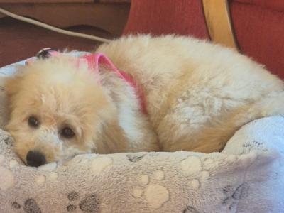 Female Cockapoo puppy in Waterford