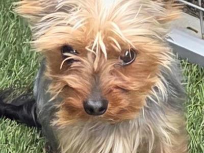 IKC Registered Yorkshire Terrier for Stud