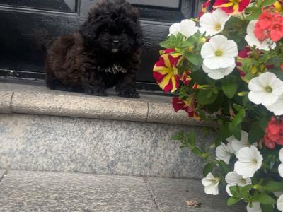 Stunning male Pekpoo puppy (Pekingese x toy Poodle) in Armagh