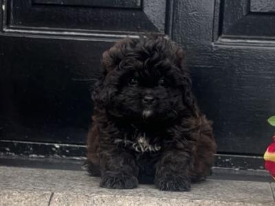 Stunning male Pekpoo puppy (Pekingese x toy Poodle) in Armagh