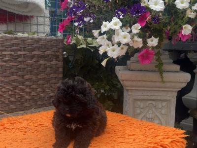 Stunning male Pekpoo puppy (Pekingese x toy Poodle) in Armagh