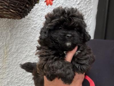 Stunning male Pekpoo puppy (Pekingese x toy Poodle) in Armagh