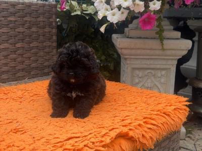Stunning male Pekpoo puppy (Pekingese x toy Poodle) in Armagh